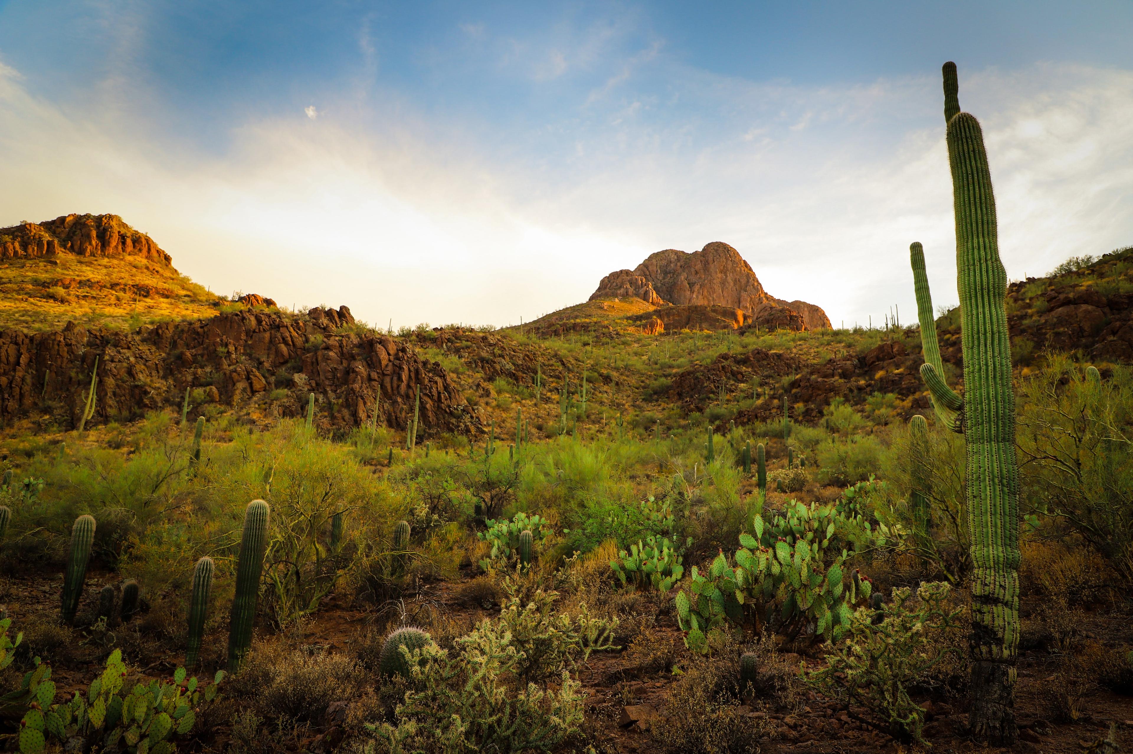 Desert Landscape